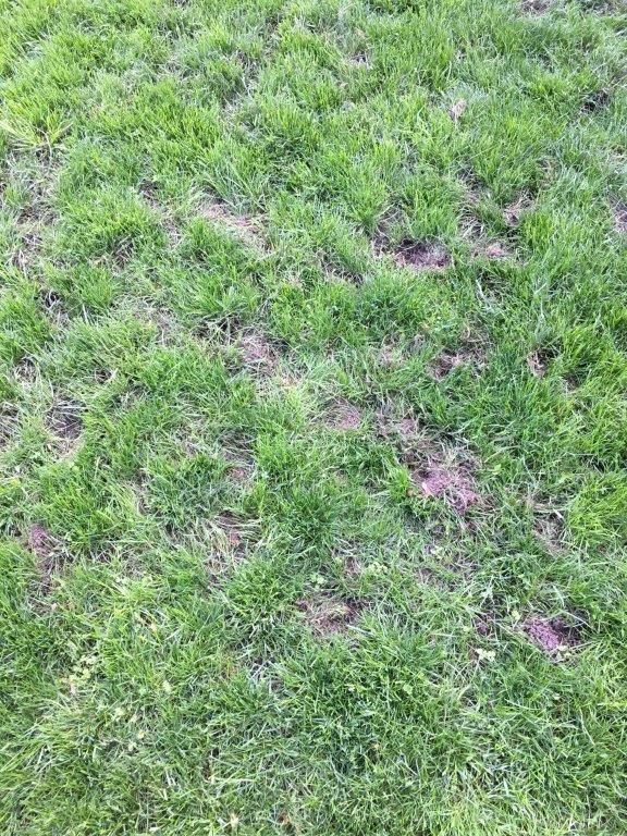 troubleshooting lawn problems
